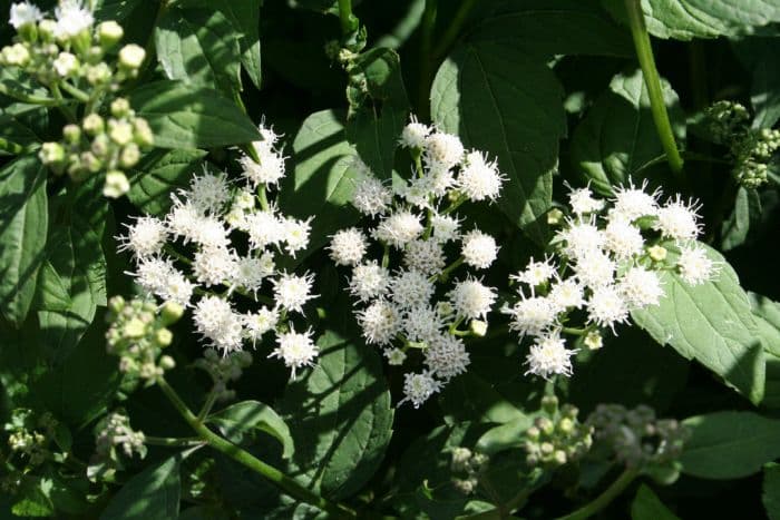 snakeroot 'Braunlaub'