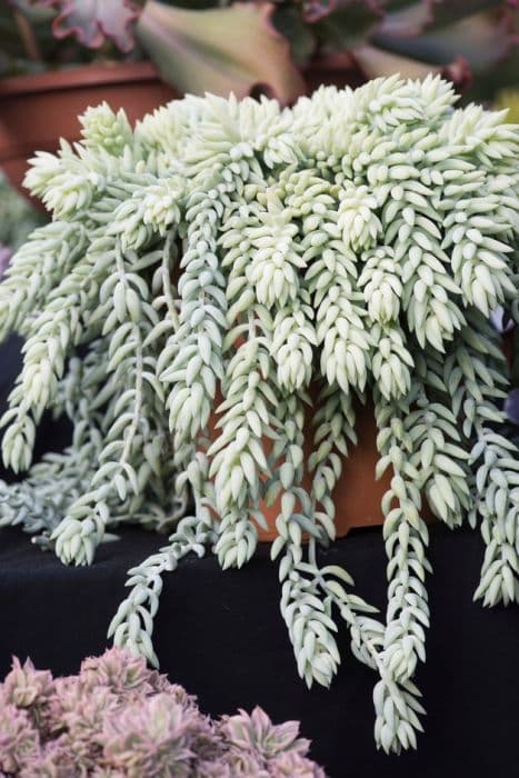 burro's tail