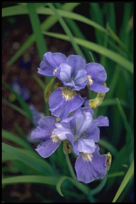 Siberian iris 'Smudger's Gift'