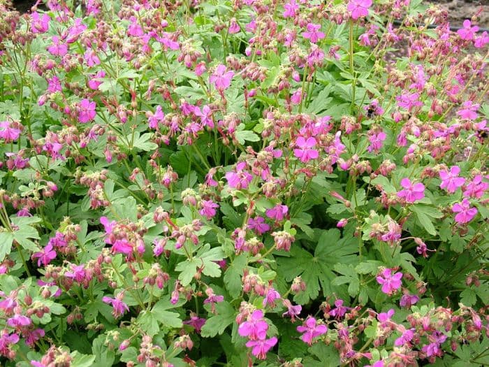 big-root cranesbill 'Velebit'