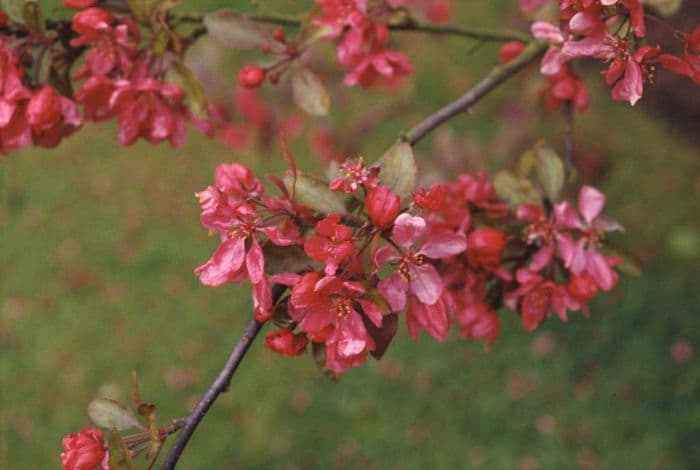 crab apple 'Profusion'