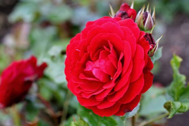 Rose [Red Abundance]