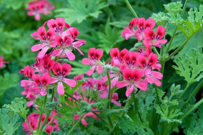 pelargonium 'Rose'