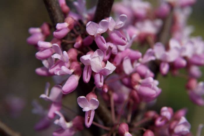 redbud 'Hearts of Gold'