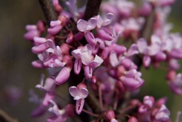 Redbud 'Hearts of Gold'