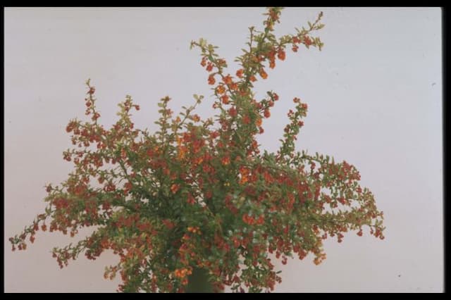 Barberry 'Boughton Red'