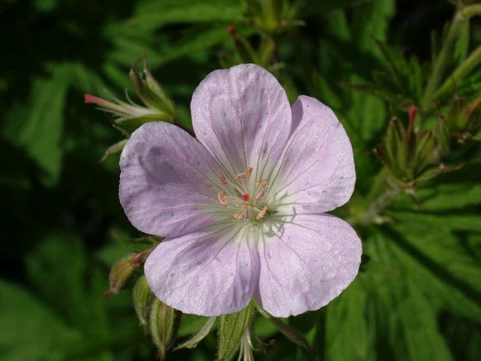 wood cranesbill 'Baker's Pink'