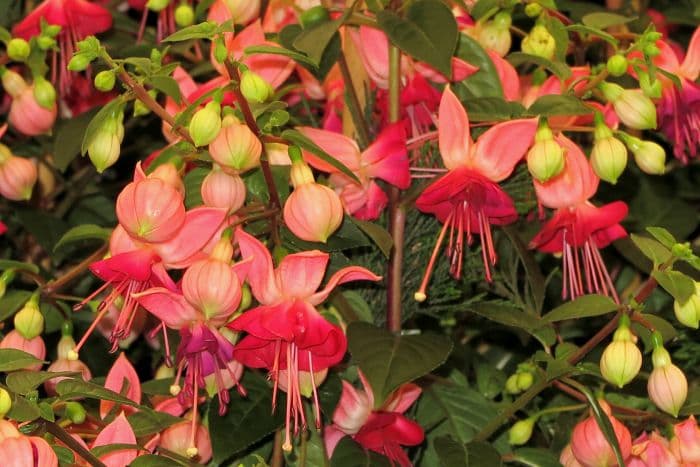 fuchsia 'Paula Jane'