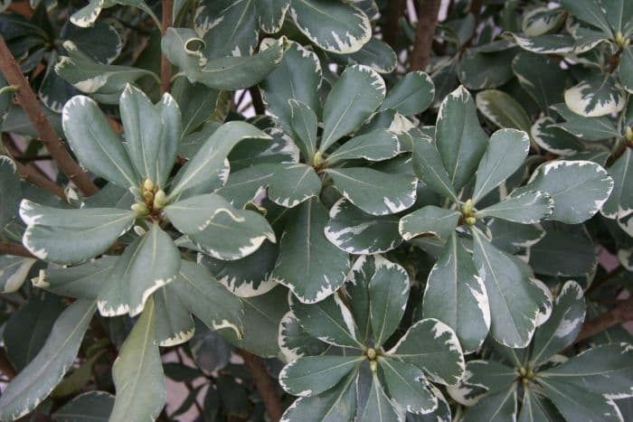 variegated Japanese pittosporum