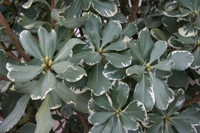 Variegated Japanese pittosporum