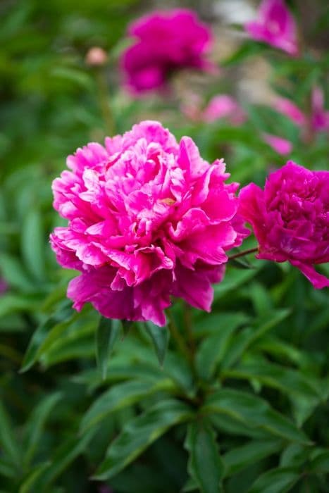 peony 'Zi Feng Chao Yang'