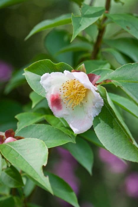 beaked stewartia