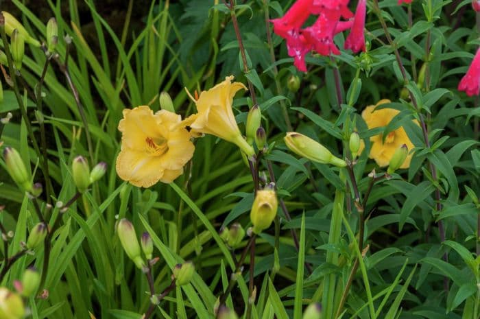 daylily 'Irish Elf'