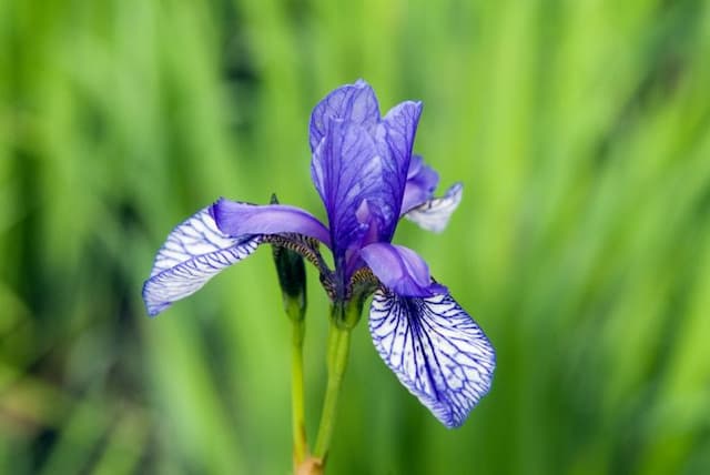 Siberian iris 'Flight of Butterflies'
