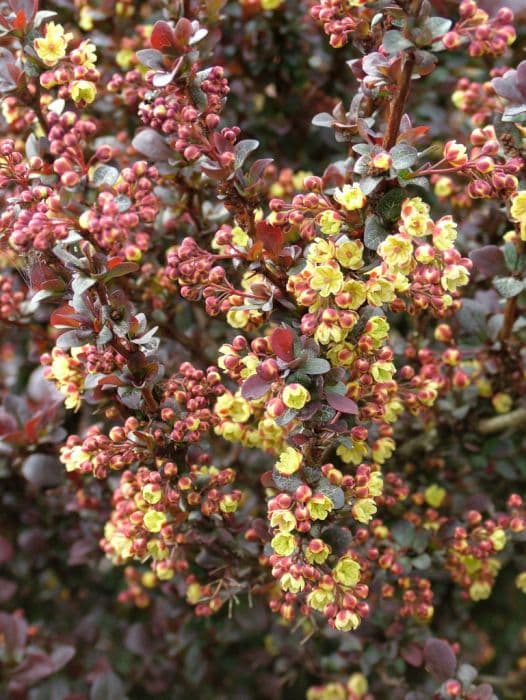 Japanese barberry 'Concorde'