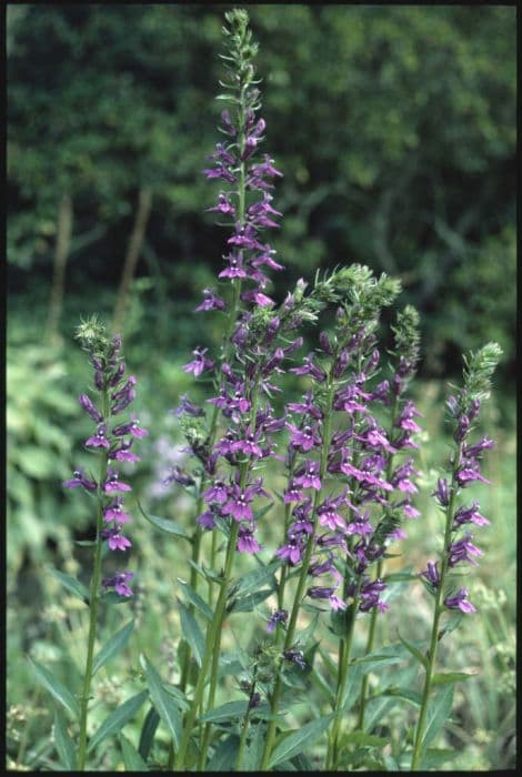 lobelia 'Vedrariensis'