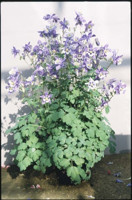 columbine 'Bunting'