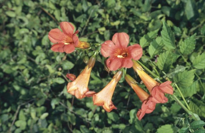 trumpet creeper 'Madame Galen'