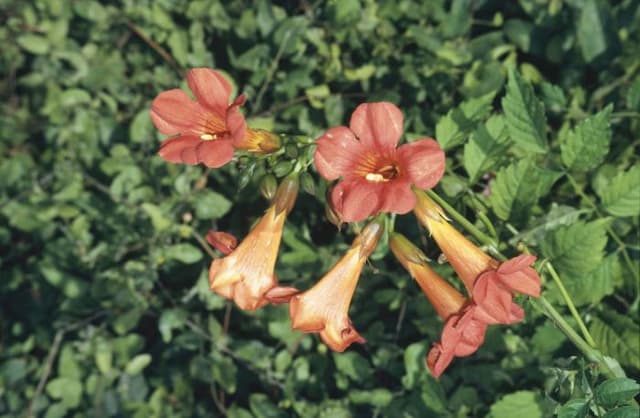 Trumpet creeper 'Madame Galen'