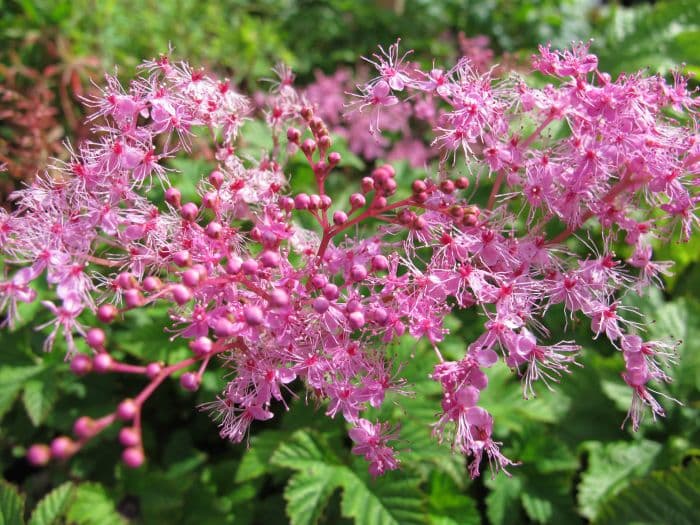 meadowsweet 'Kahome'