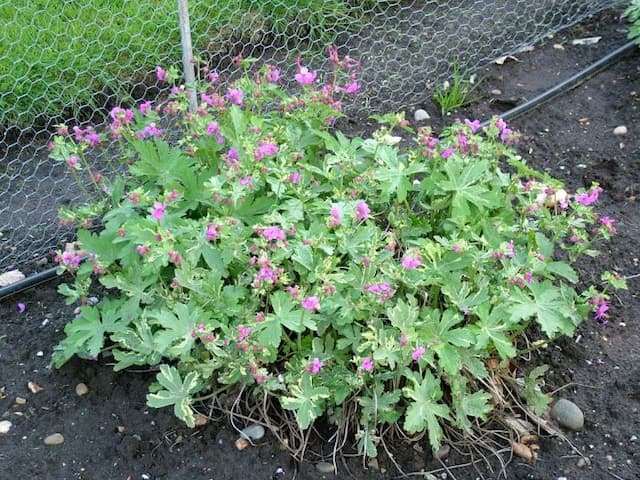 Variegated cranesbill