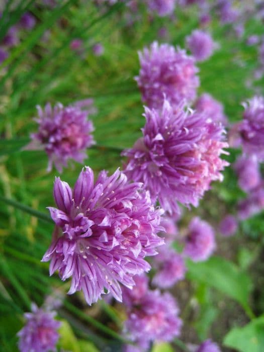 chives