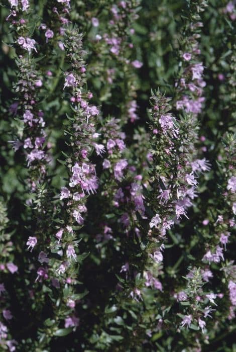 pink hyssop