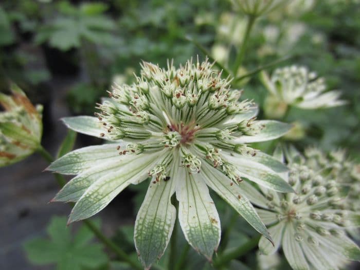 masterwort 'Large White'