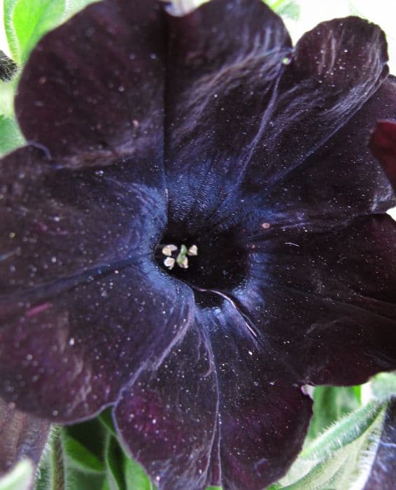 petunia [Black Satin]