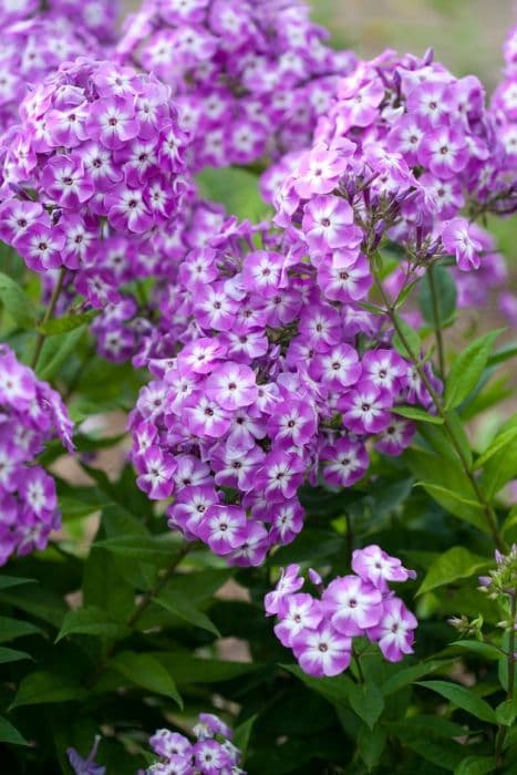 perennial phlox 'Little Boy'