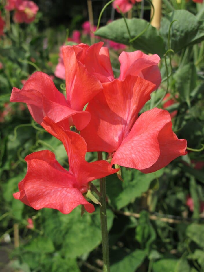 sweet pea 'Joan Elizabeth Child'