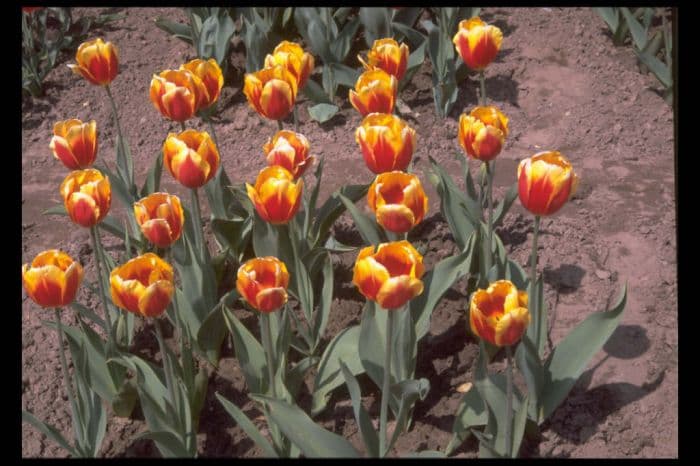 tulip 'Keizerskroon'