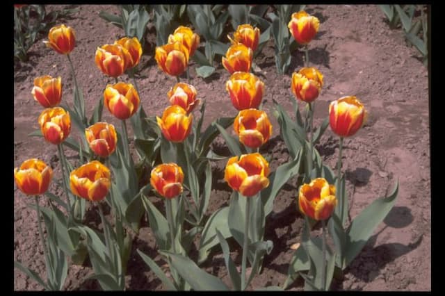 Tulip 'Keizerskroon'