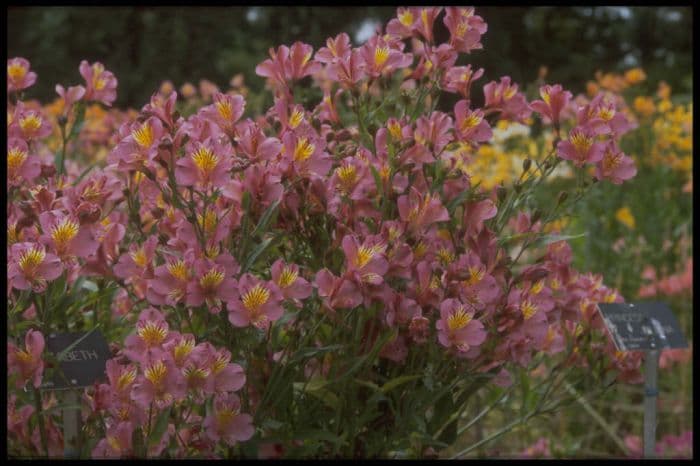 Peruvian lily [Princess Juliana]