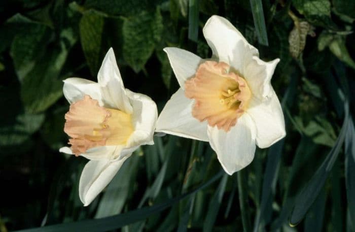 daffodil 'Accent'