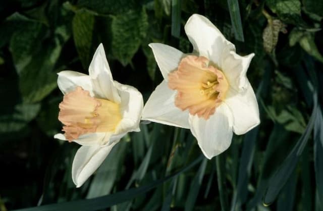 Daffodil 'Accent'