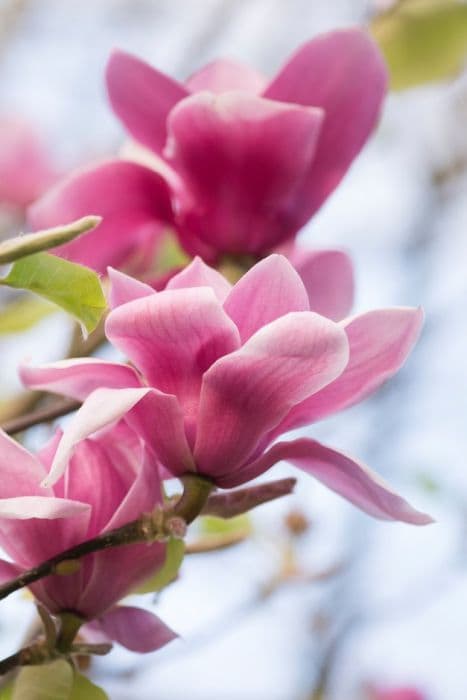 magnolia 'Ian's Red'