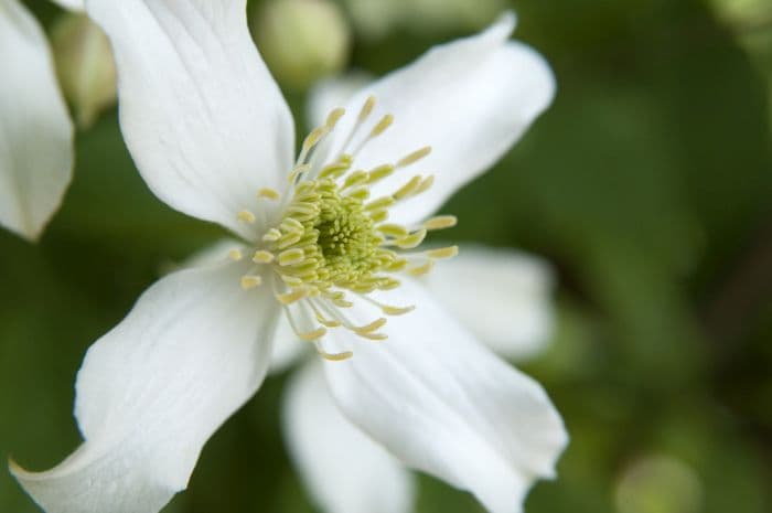 Wilson's Himalayan clematis