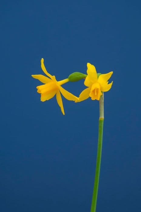 daffodil 'Tiny Bubbles'