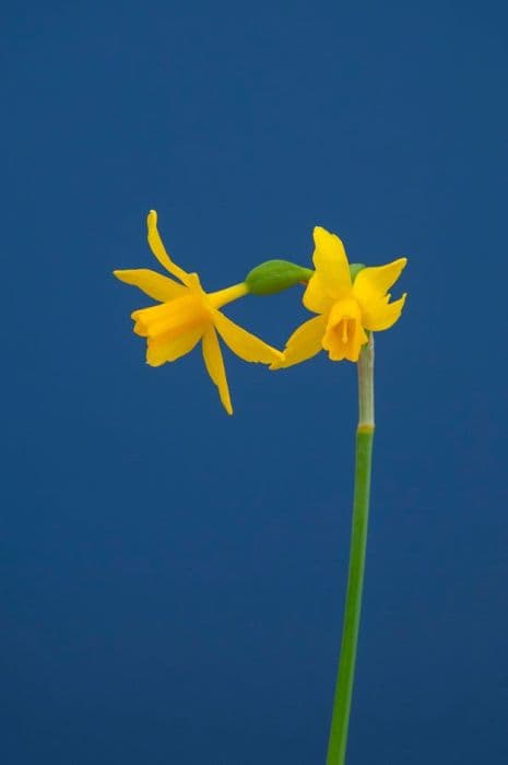 Daffodil 'Tiny Bubbles'