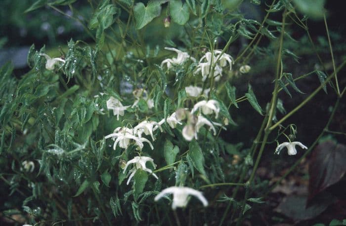 barrenwort 'White Queen'