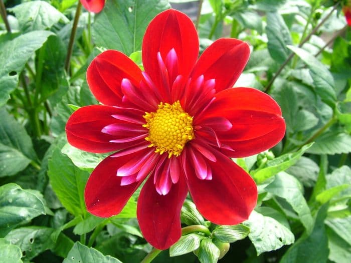 dahlia 'Cascade Ken'