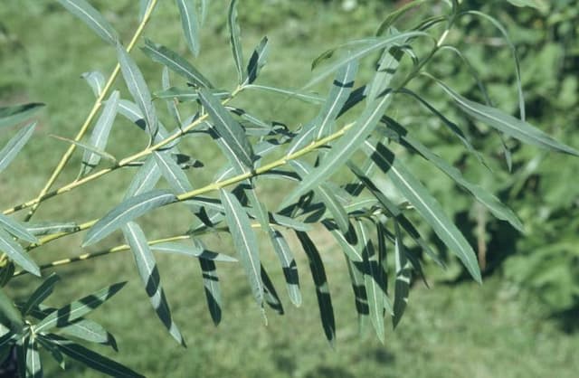 Willow 'Blue Streak'