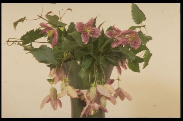 Clematis 'Freckles'