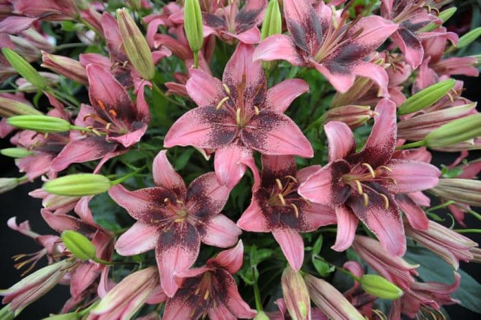 lily 'Purple Eye'