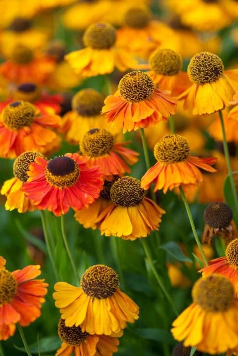 sneezeweed 'Sahin's Early Flowerer'