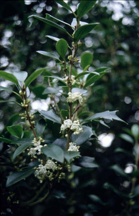 holly olive 'Gulftide'