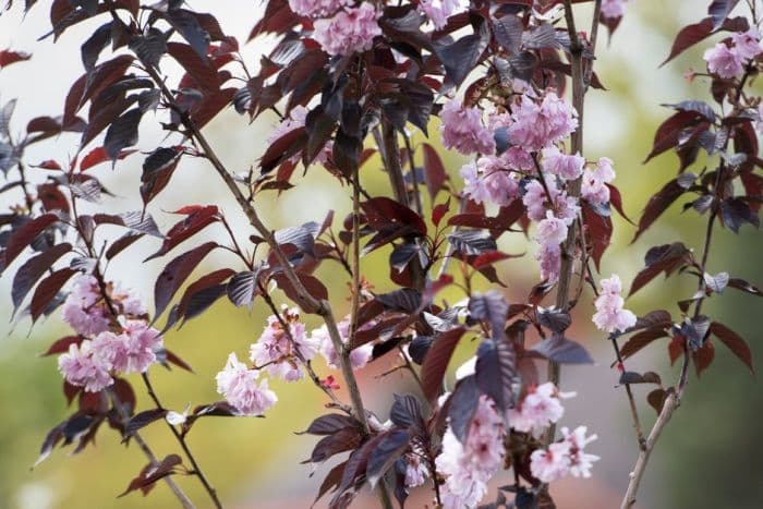 cherry 'Royal Burgundy'