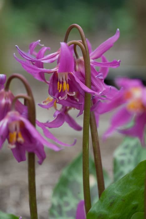 mahogany fawn lily 'Knightshayes Pink'