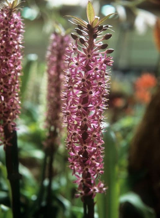 pineapple lily 'Joy's Purple'